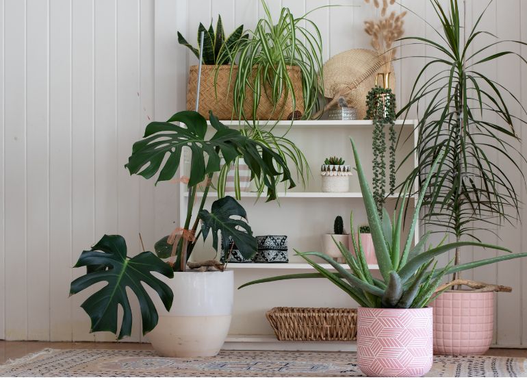 Enhancing Indoor Air Quality with Plants: